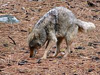 FAUNE 4 (17).JPG